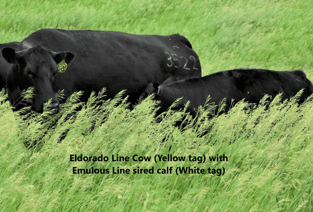 Cow Sired by Eldorado Line Bull (Yellow tag) with Calf Sired by Emulous Line Bull (White tag)