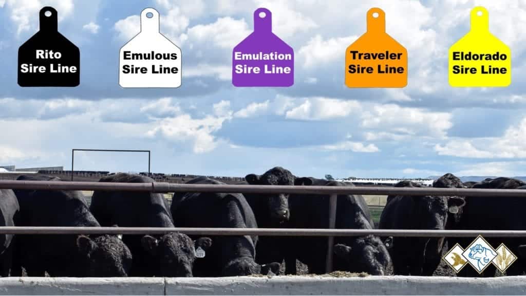 Jorgensen Land & Cattle Sire Lines and Bulls Being Developed