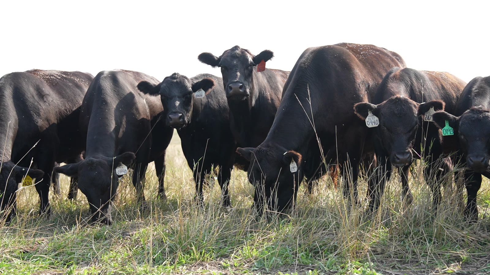 Black Angus herd gathered in the pasture at Jorgensen Land and Cattle