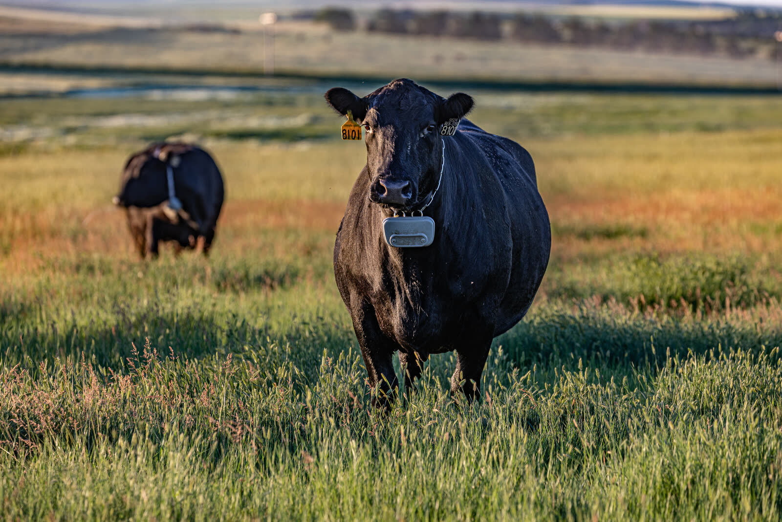 A collared black Angus cow in the Jorgensen herd