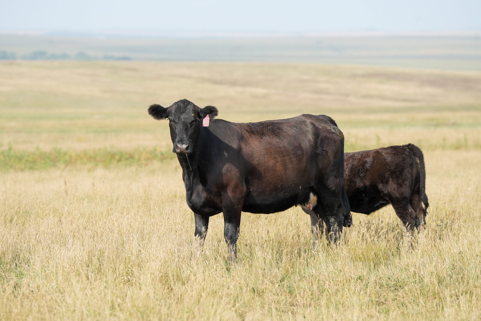 A black Angus cow standing with her calf in green South Dakota pasture