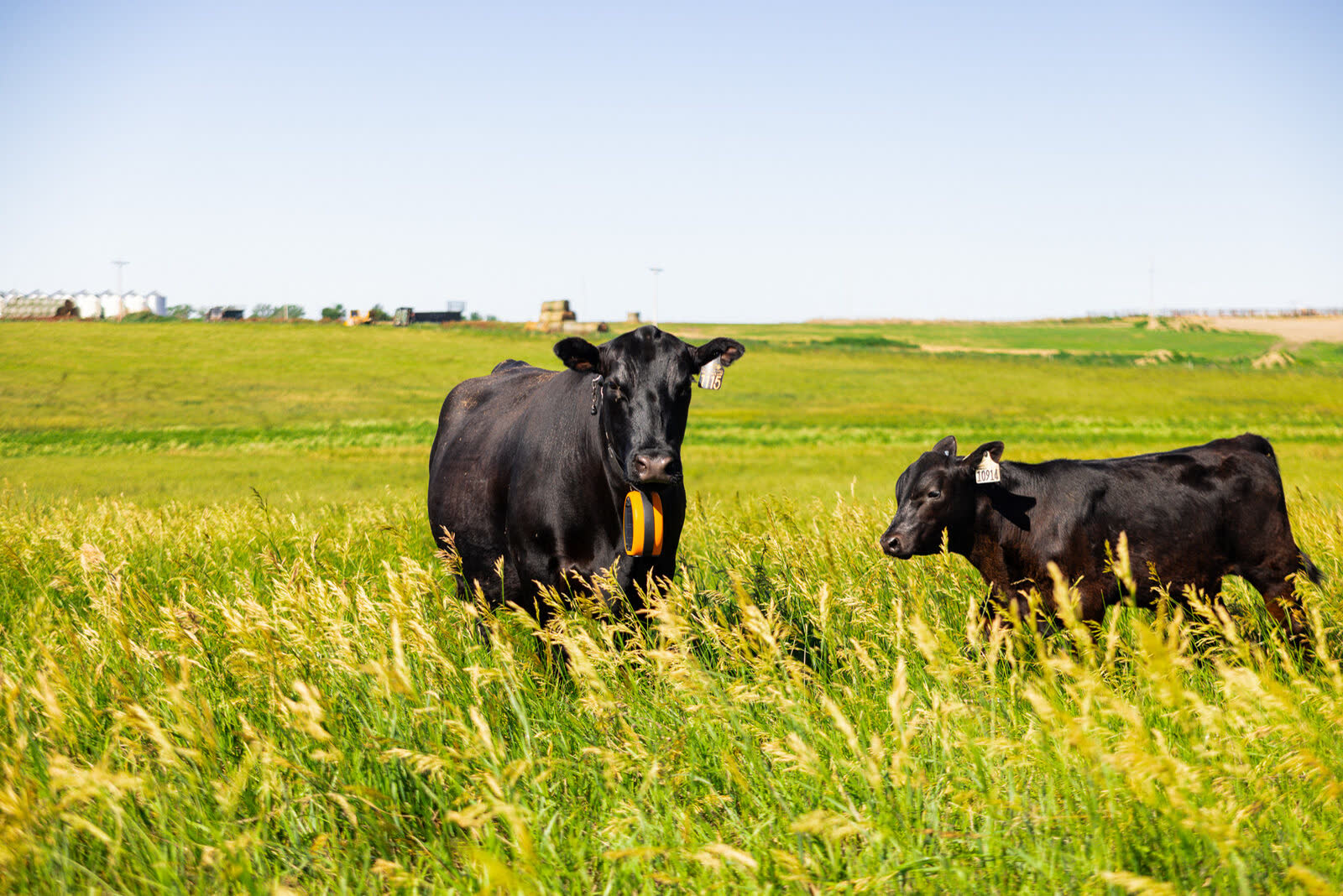 A black Angus cow and her calf standing in tall South Dakota prairie grass under a clear blue sky