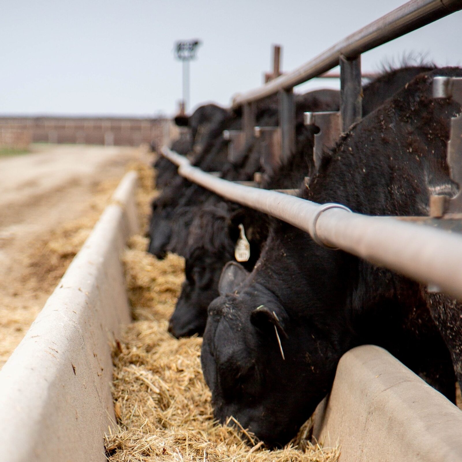 Black Angus cattle feeding at the bunk in a South Dakota feedyard