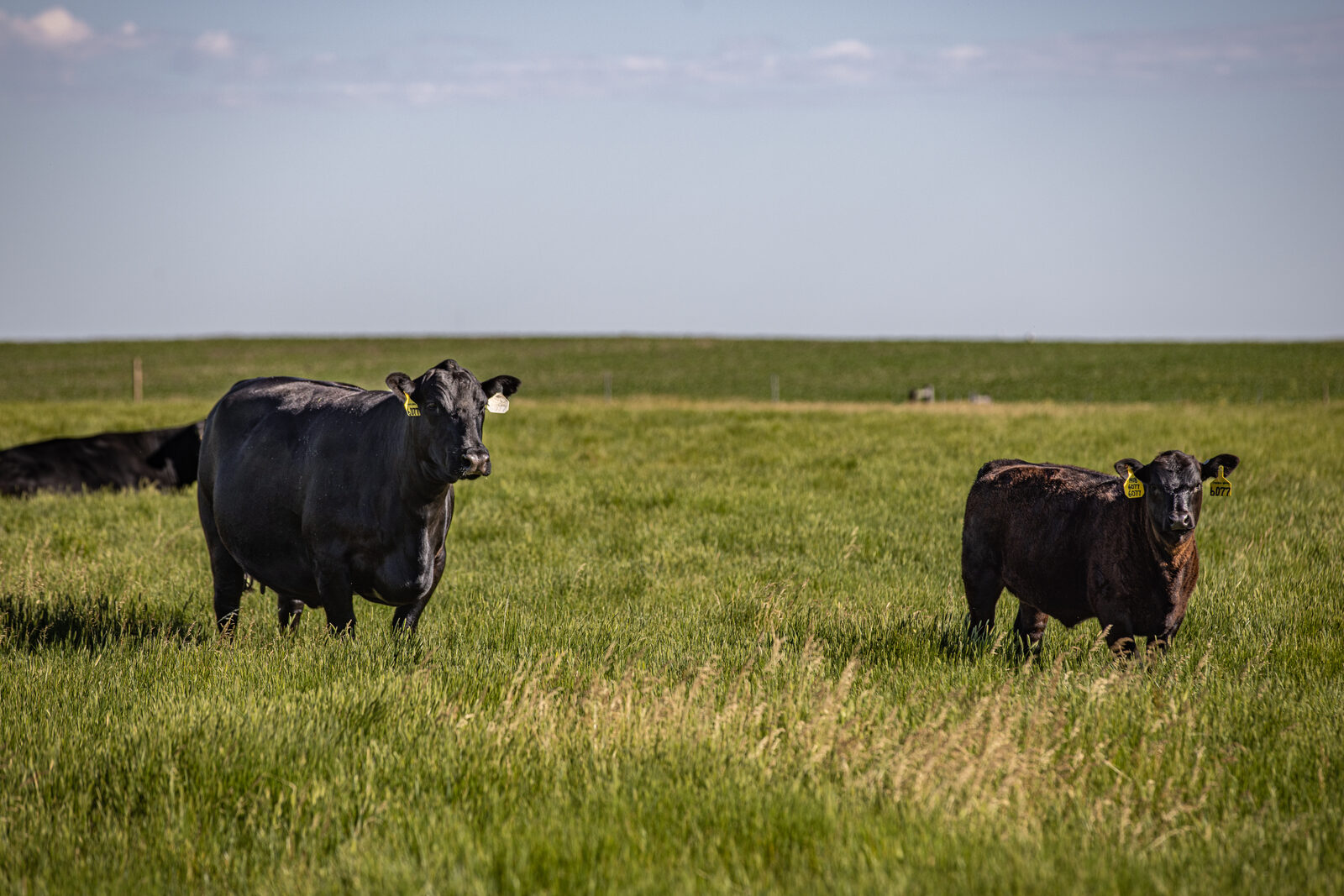 Black Angus cattle grazing across a wide expanse of green South Dakota pasture