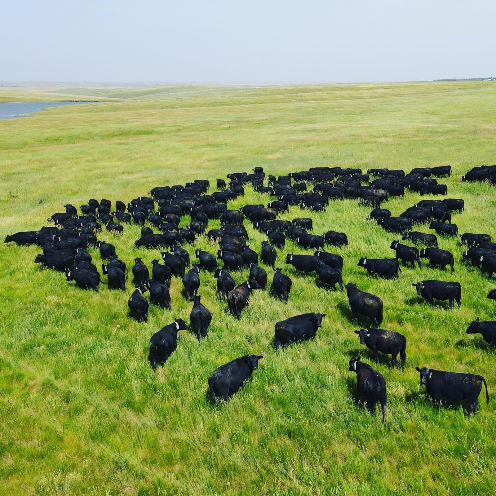 Aerial view of a large black Angus herd grazing across green South Dakota grassland
