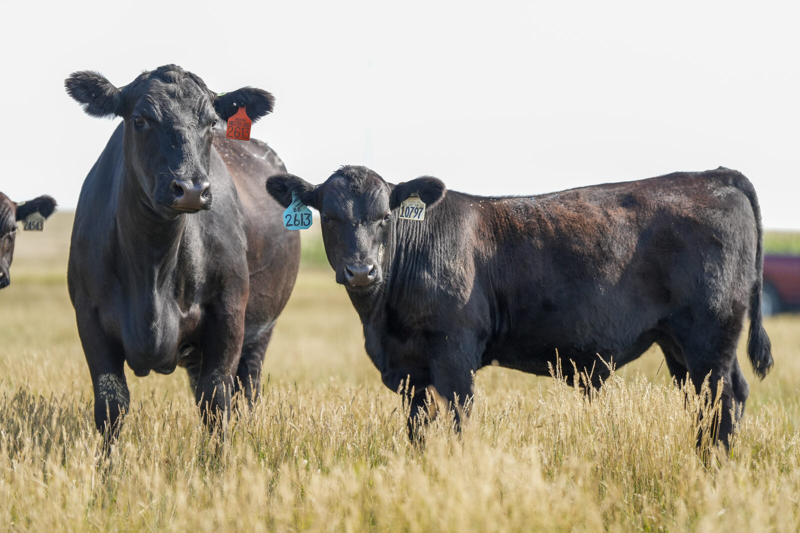 A black Angus cow and her calf standing in golden summer grass