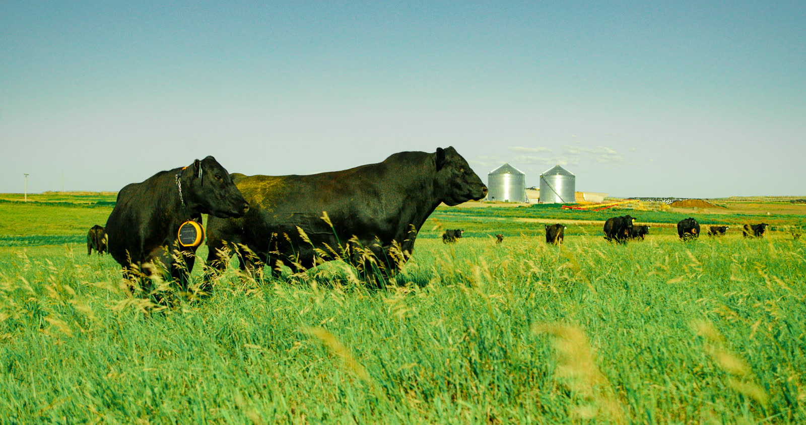 Black Angus bulls grazing in tall green pasture