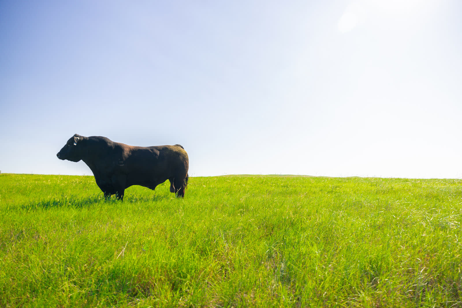 A powerful black Angus bull standing in bright green South Dakota pasture under a clear sky