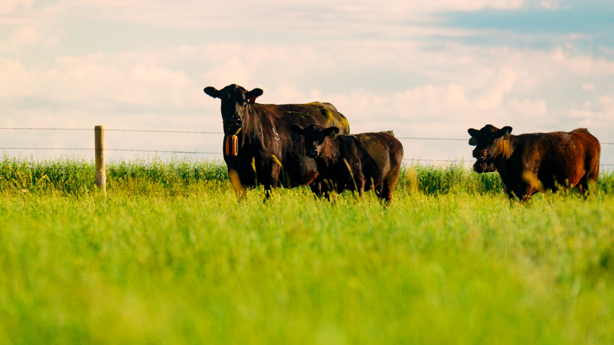 A uniform herd of black Angus cows and replacement heifers in green pasture
