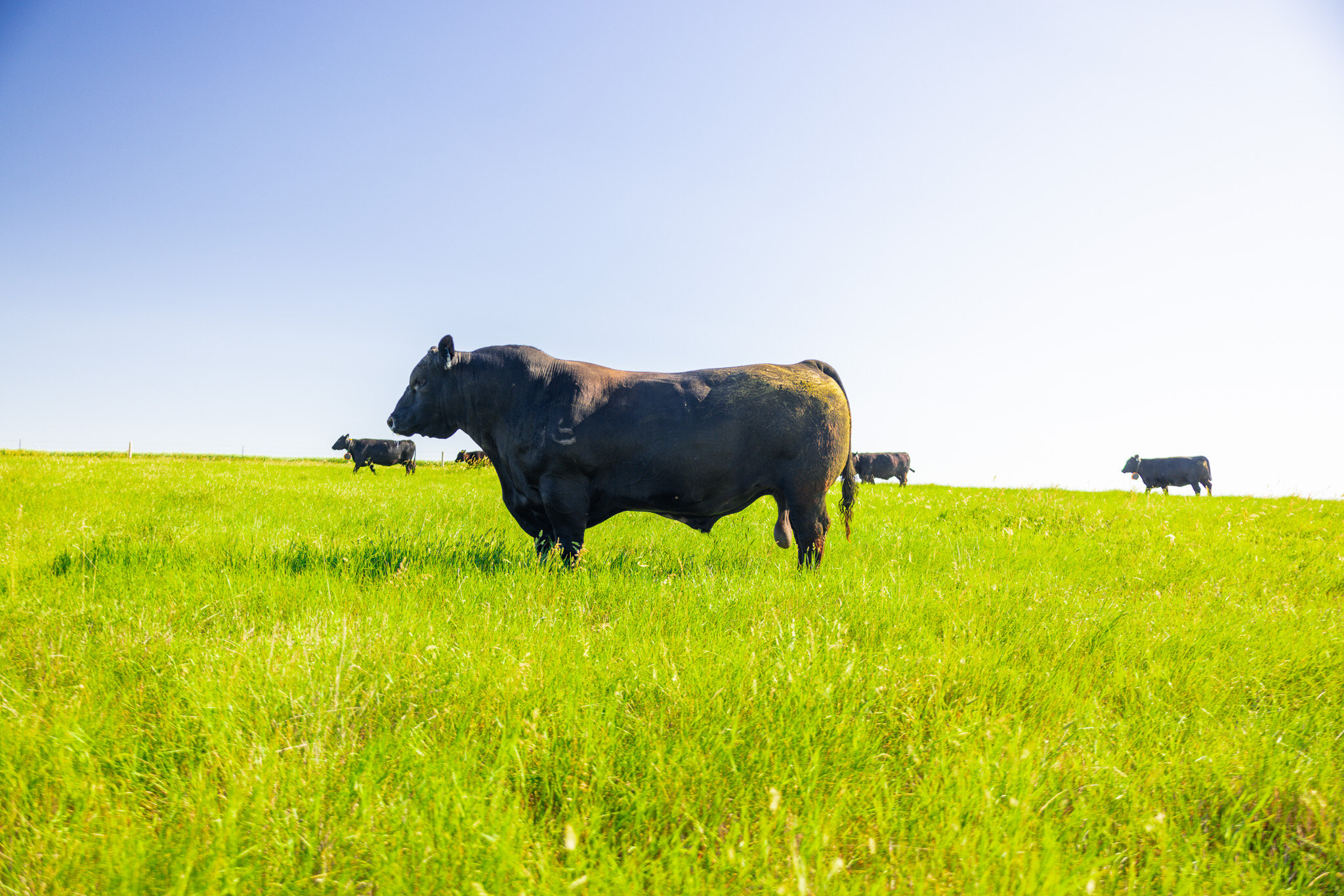 A muscular black Angus herd sire standing in green pasture