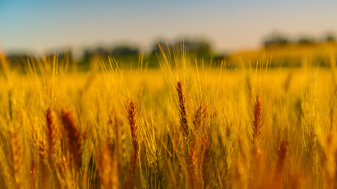 Golden wheat ready for harvest under a clear South Dakota sky
