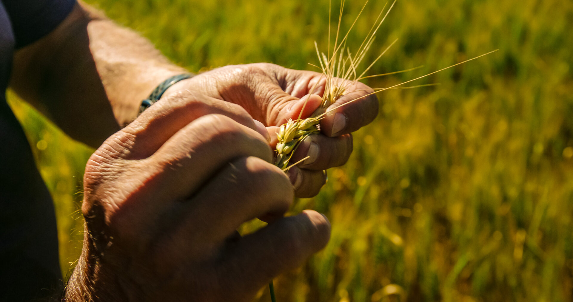 Small grain variety trial plots in a South Dakota field