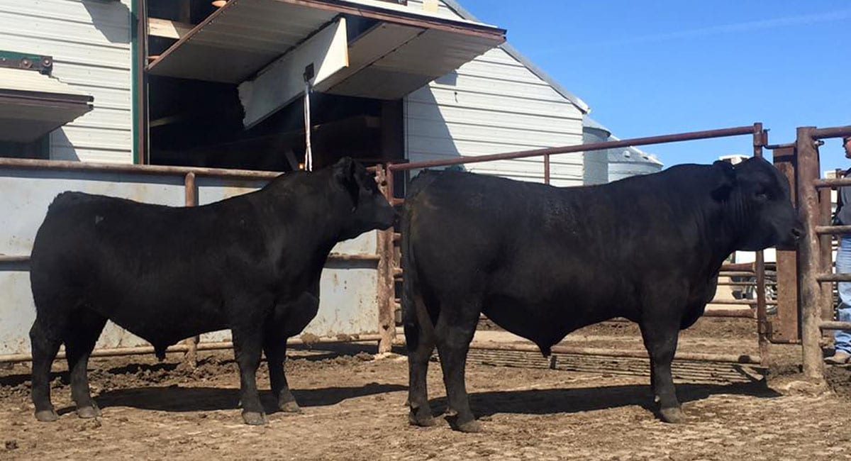 Angus Bulls For Lease Cattle Rental For Breeding Farms