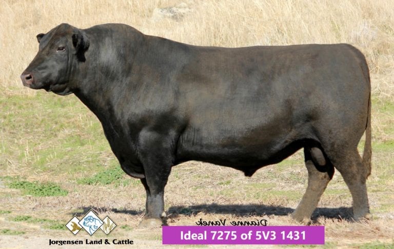 Jorgensen Land & Cattle Ideal 7275