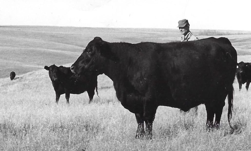 Angus Bulls For Lease Cattle Rental For Breeding Farms