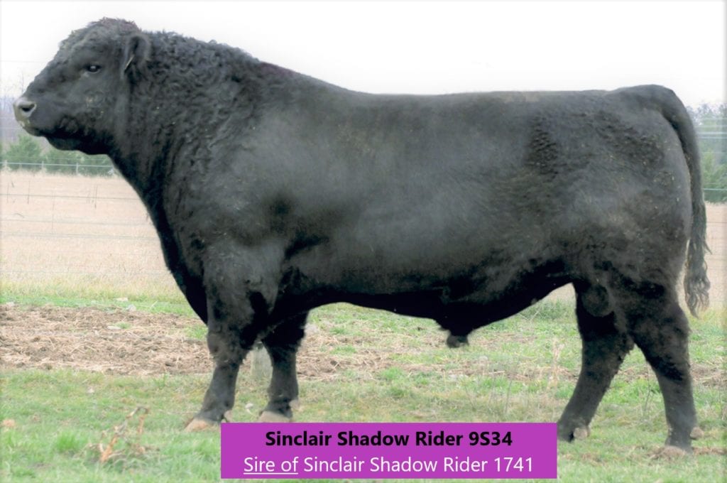 Sinclair-Shadow-Rider-9S34