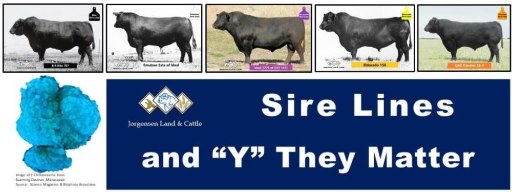 Sire Lines and 