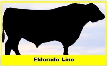 Jorgensen Land & Cattle Eldorado Line