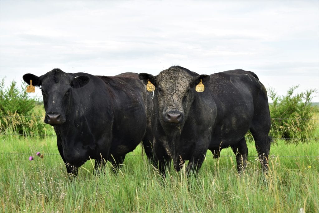 yearling bull