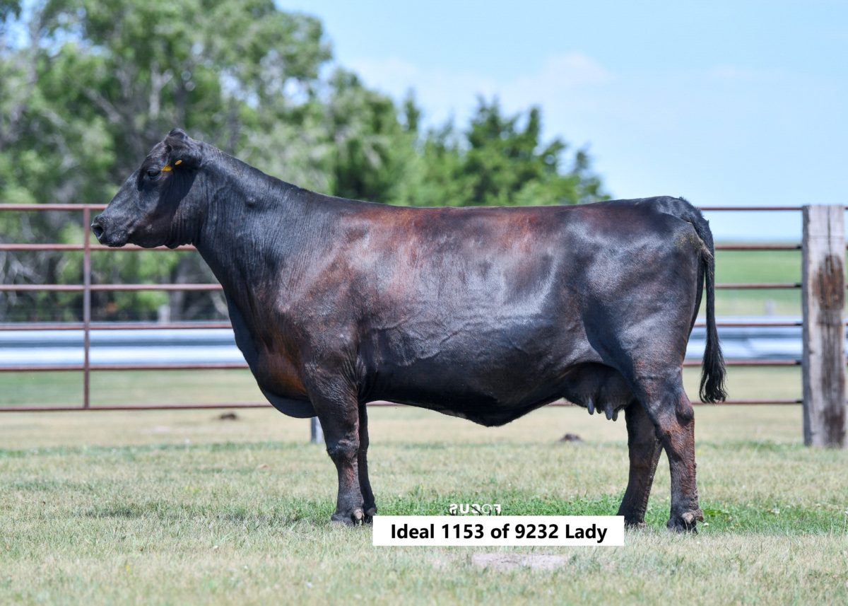 Ideal 1153 of 9232 Lady