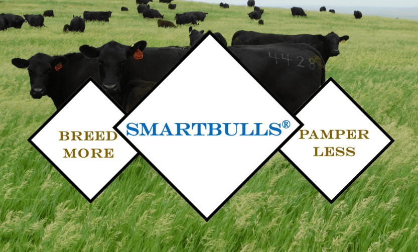 Jorgensen Land & Cattle SmartBulls