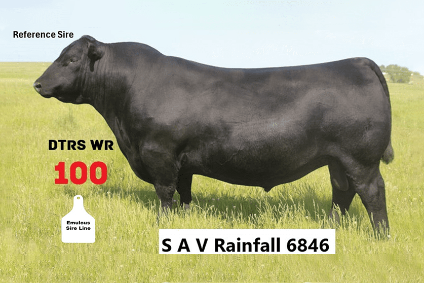 Rainfall Reference Sire