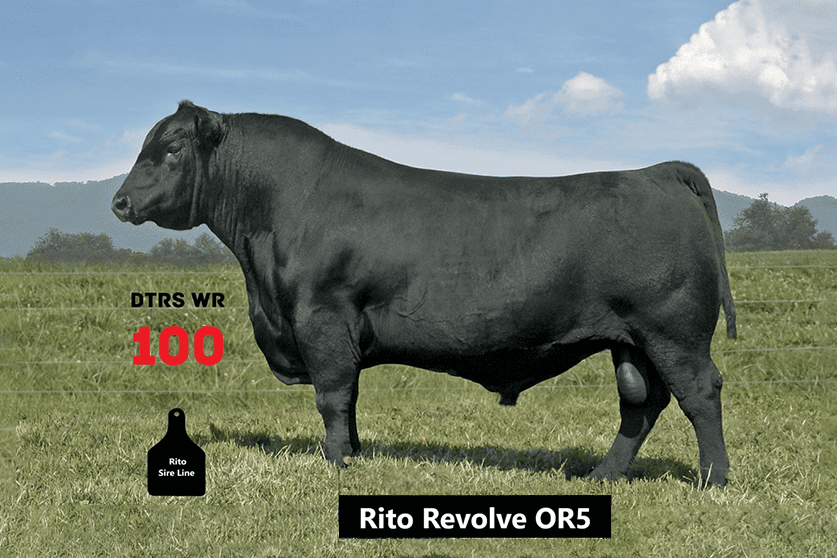Revolve OR5 Reference Sire