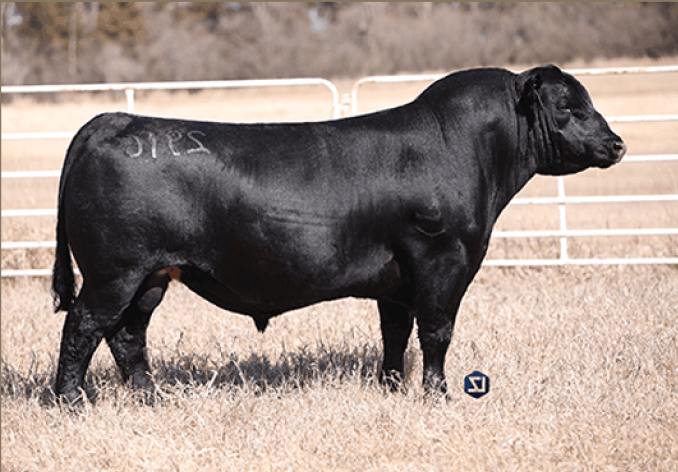 Black Angus bull standing in a pasture, showcasing strong topline, prominent crest, and muscular build, representing Skymere sire line from Jorgensen Farms.