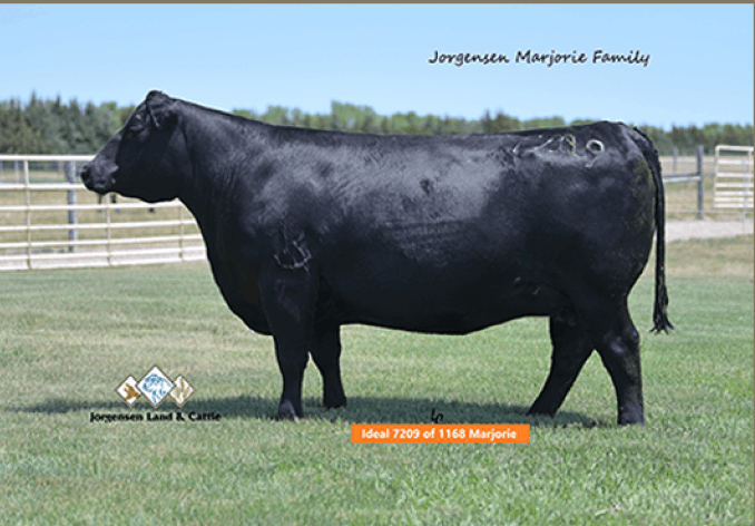Ideal 7209 of 1168 Marjorie, a black Angus cow from Jorgensen Farms, showcasing strong physique and Angus breed characteristics in a pasture setting.