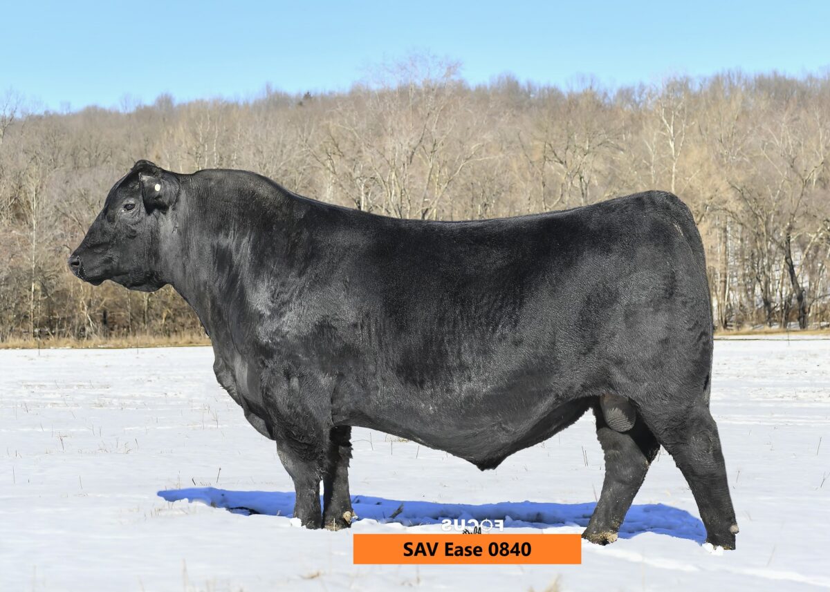 SAV Ease 0840 Angus bull standing in snowy field, showcasing superior genetics for the 2026 Top Cut Bull Sale.