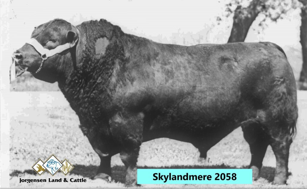 Angus bull Skymere 2058 showcasing strong physique, masculine features, and breed characteristics, with Jorgensen Land & Cattle branding.