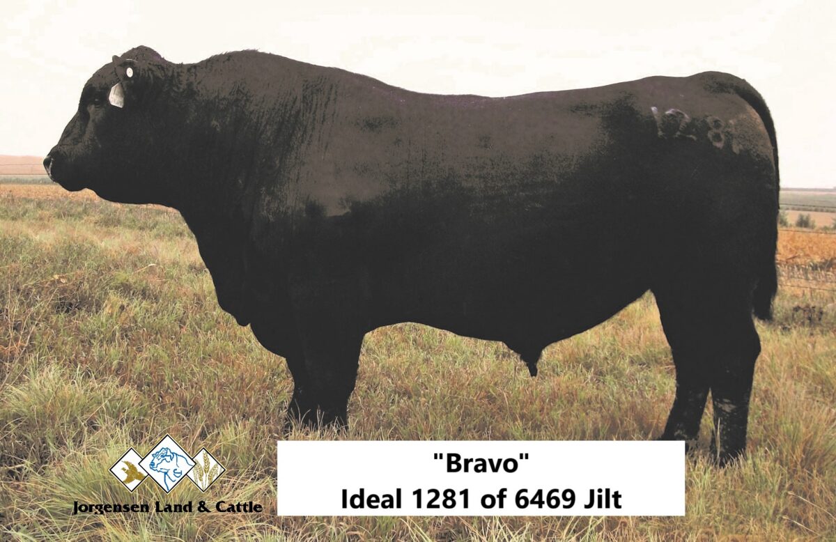 Black Angus bull named "Bravo," identified as Ideal 1281 of 6469 Jilt, standing in a grassy field, representing elite Angus genetics from Jorgensen Land & Cattle.