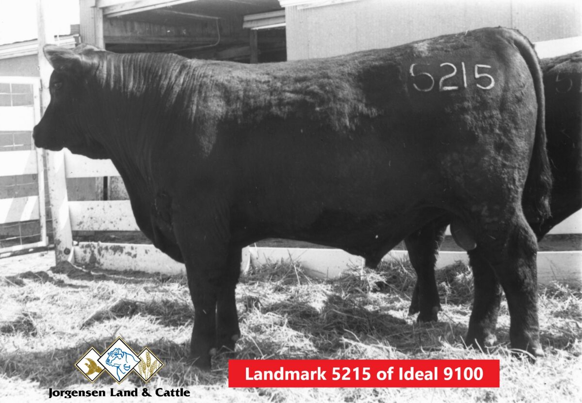 Black Angus bull, Landmark 5215 of Ideal 9100, featured at Jorgensen Land & Cattle, showcasing elite genetics for the 2026 Top Cut Bull Sale.