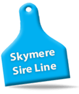 Skymere Sire Line tag showcasing lineage of Skymere, highlighting Angus genetics and breeding potential for cattle enthusiasts.
