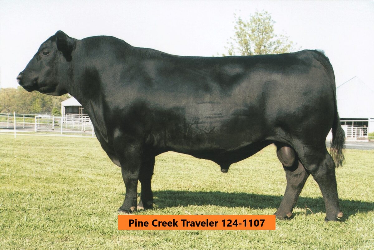 Pine Creek Traveler 124-1107, a black Angus bull, showcasing strong physique and genetics, featured in the 2026 Top Cut Bull Sale by Jorgensen Land & Cattle.