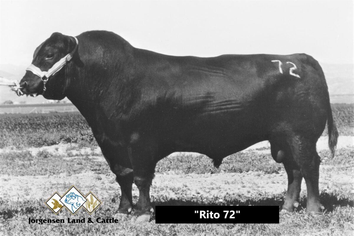 Black Angus bull named "Rito 72," showcasing strong physique and genetic quality, associated with Jorgensen Land & Cattle's elite breeding program for the 2026 Top Cut Bull Sale.