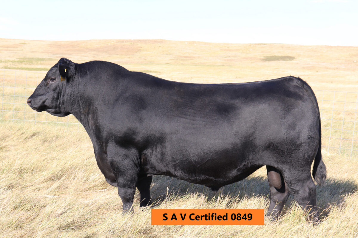 Black Angus bull, SAV Certified 0849, standing in a grassy field, showcasing superior genetics for the 2026 Top Cut Bull Sale at Jorgensen Land & Cattle.