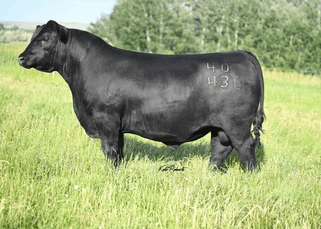 Black Angus bull, Ideal 40430 All Star, standing in a grassy field, showcasing strong physique and masculine build, with identification number 40430 marked on his side.