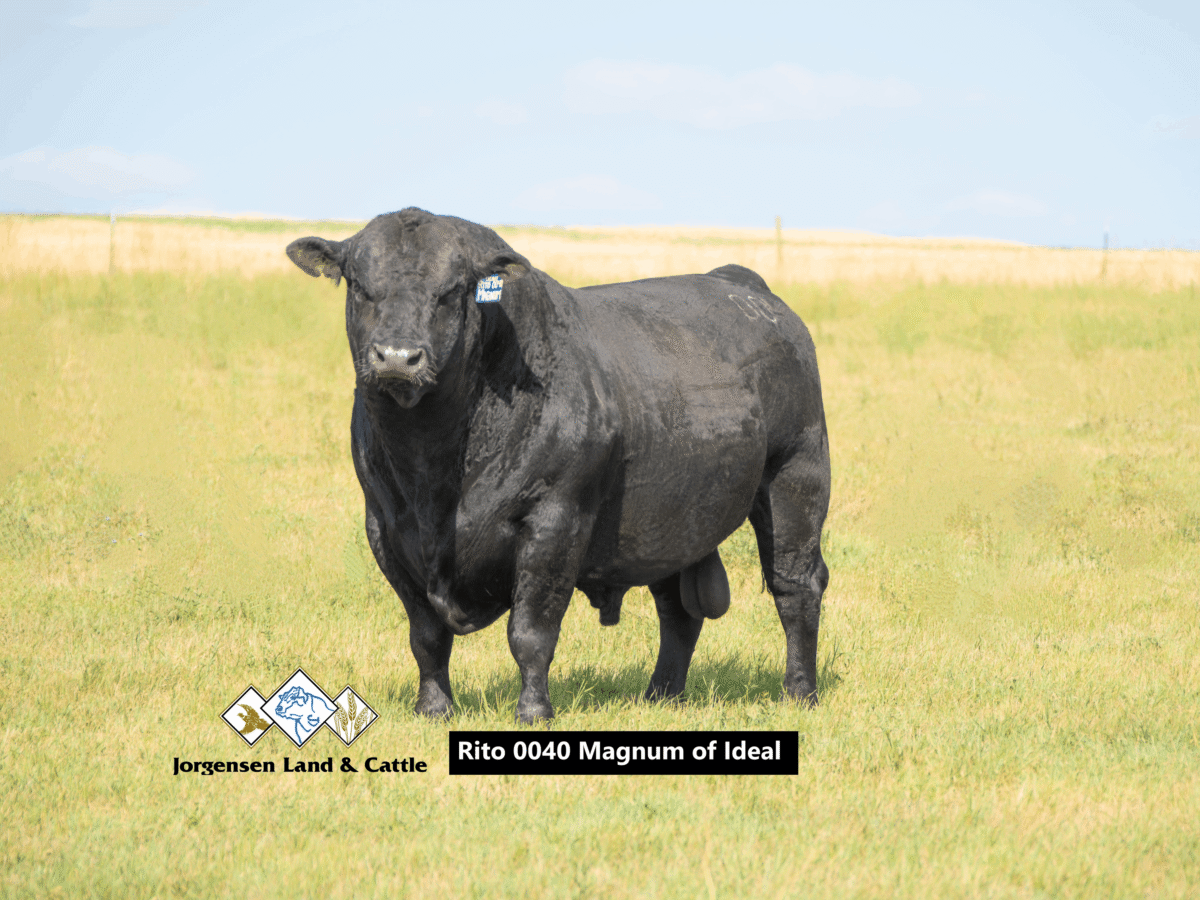 Rito 0040 Magnum of Ideal, a solid black Angus bull, exhibiting muscular build and depth, representing Jorgensen Land & Cattle's Magnum sire line.